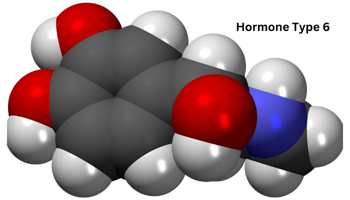 Hormone Type 6 The Complete Diet and Exercise Plan